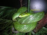 Gonyosoma oxycephala